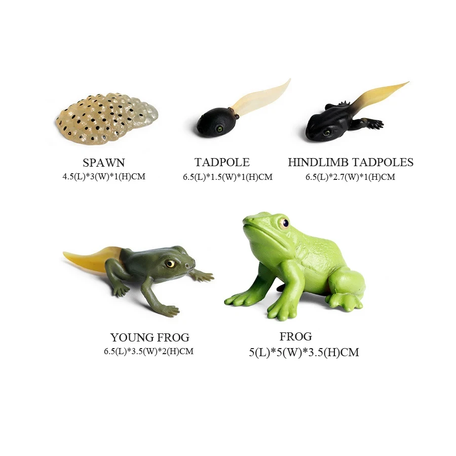 개구리 모델 야생 동물 인형 플라스틱 동물 장난감 시뮬 - Kids Toys Reviews 리뷰 및 가격